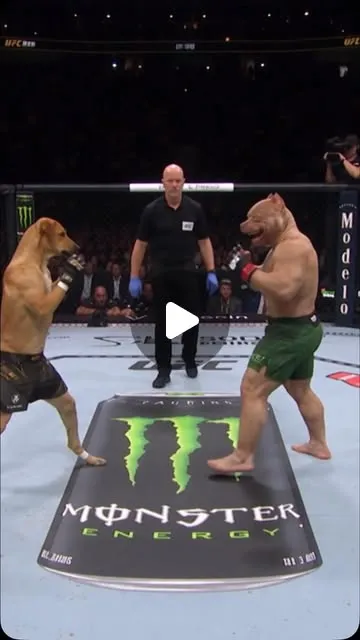 Source image for Make an AI boxing dog series with Higgsfield: 147K likes