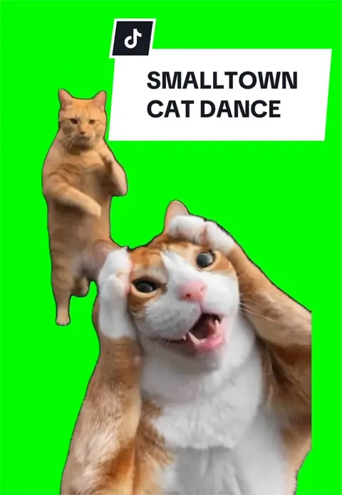 Preview image from the post by @baloosilly