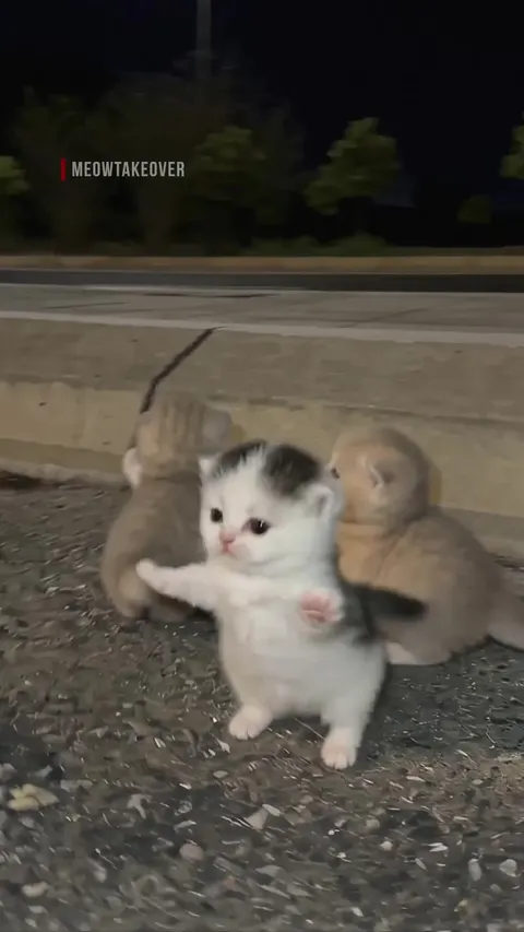 Preview image from the post by @meowtakeover