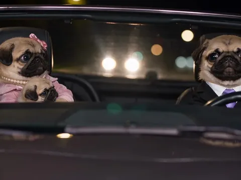 Preview image from the post by @lucasthepuglife