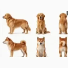 Reference Reference Image